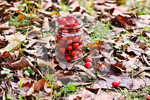 Crataegus laevigata, midland or English hawthorn or mayflower ripe berries at autumn.