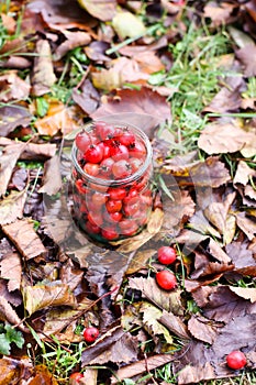 Crataegus laevigata, midland or English hawthorn or mayflower ripe berries at autumn.