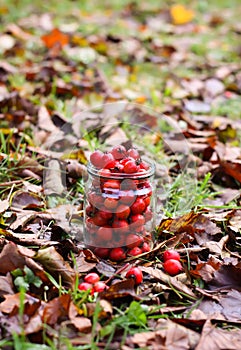 Crataegus laevigata, midland or English hawthorn or mayflower ripe berries at autumn.