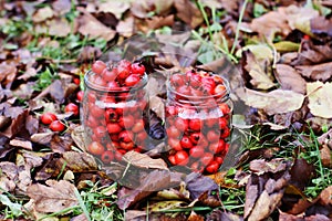 Crataegus laevigata, midland or English hawthorn or mayflower ripe berries at autumn.