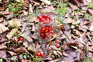 Crataegus laevigata, midland or English hawthorn or mayflower ripe berries at autumn.