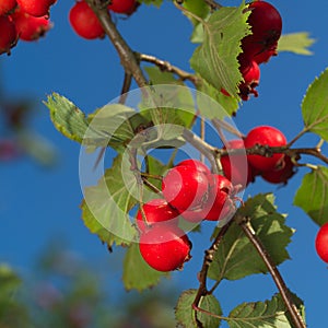 Crataegus laevigata, midland hawthorn, English hawthorn, woodland hawthorn or mayflower