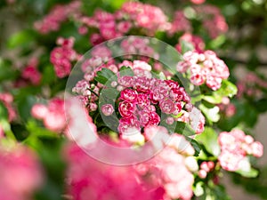 Crataegus Laevigata tree Paul`s Scarlet blooming in spring background