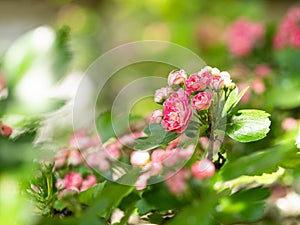 Crataegus Laevigata tree Paul`s Scarlet blooming in spring background