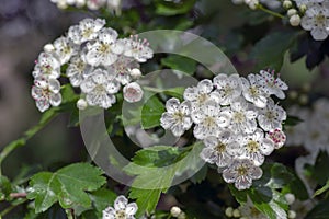 Crataegus laevigata white flowering branches, beautiful wild tree in bloom