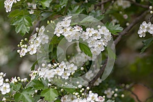 Crataegus laevigata white flowering branches, beautiful wild tree in bloom