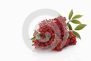 Crataegus lavallei clusters