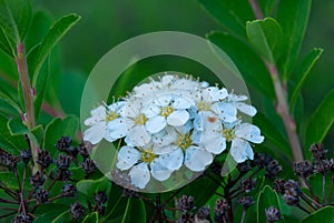 Crataegus meyeri - flowering plant with an inflorescence with white flowers