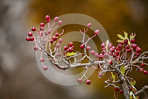 Crataegus monogyna - Arbusto y frutos del majuelo. Espino, frutos silvestres. photo