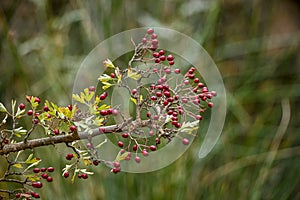 Crataegus monogyna - Arbusto y frutos del majuelo. Espino, frutos silvestres. photo