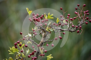 Crataegus monogyna - Arbusto y frutos del majuelo. Espino, frutos silvestres. photo