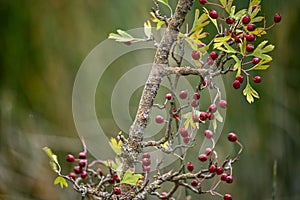 Crataegus monogyna - Arbusto y frutos del majuelo. Espino, frutos silvestres. photo