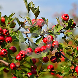 Crataegus monogyna fruits