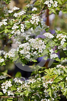 Crataegus monogyna, hawthorn plant and white flowers in spring