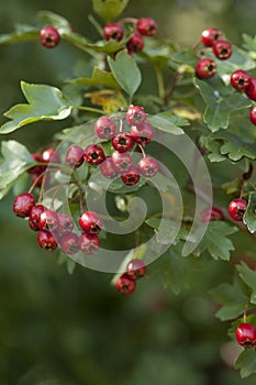 Crataegus monogyna photo