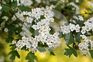 Crataegus monogyna,hawthorn white flowers closeup slective focus