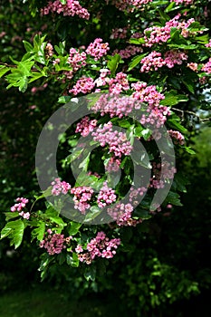 Crataegus monogyna rubra Plena is blossom in spring garden