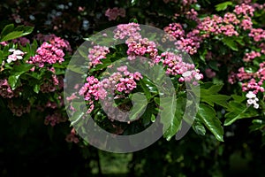 Crataegus monogyna rubra Plena is blossom in spring garden