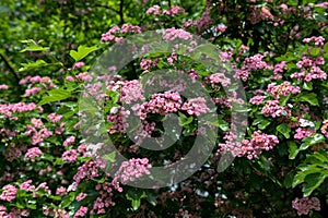 Crataegus monogyna rubra Plena is blossom in spring garden