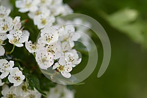 Crataegus monogynawith white flowers