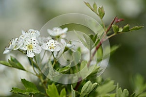 Crataegus monogynawith white flowers