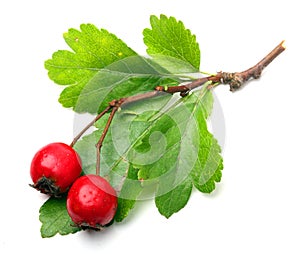 Crataegus oxyacantha - Hawthorn