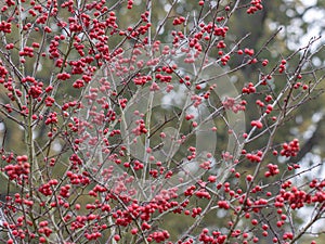 Crataegus persimilis Prunifolia Splendens