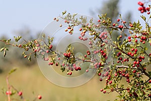 Crataegus. Red forest berries on a branch. Close-up of ripe fruits of red hawthorn with natural background. Hawthorn