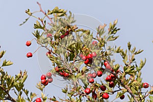 Crataegus. Red forest berries on a branch. Close-up of ripe fruits of red hawthorn with natural background. Hawthorn