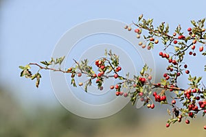 Crataegus. Red forest berries on a branch. Close-up of ripe fruits of red hawthorn with natural background. Hawthorn