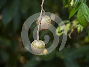 Crataeva fruit on the tree