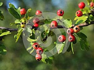 Cratagus monogyna fruits