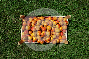 Crate with apricots