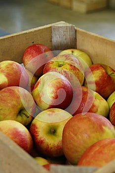 Crate of Cortland Apples