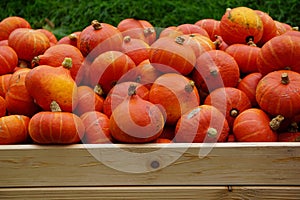 Crate filled with bright orange pumpkins