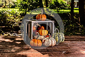 Crate filled with mini pumpkins angled outdoors