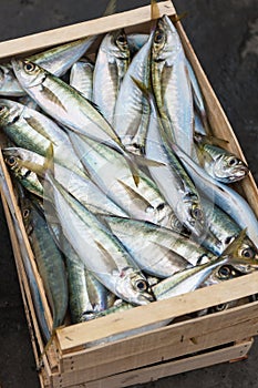 Crate of fresh fish
