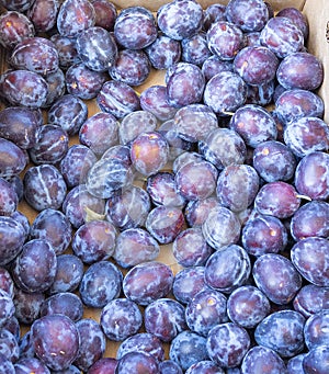 Crate of fresh fruit purple plums- ripe, juicy and ready to eat