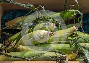 Crate of fresh sweet corn at the local farmstand