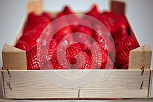 A crate full of freshly harvested strawberries