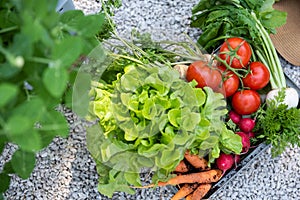 Crate full of freshly harvested vegetables in a garden. Homegrown bio produce concept. Top view.