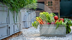 Crate full of freshly harvested vegetables. Homegrown organic produce concept. Sustainable farm.