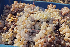 Crate full of grapes. Close up of amber grapes.