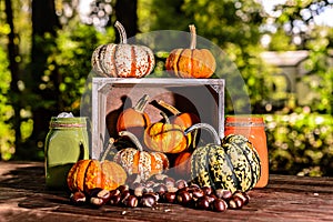 Crate full of mini pumpkins and chestnuts