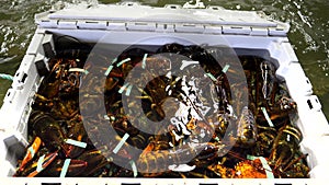 Crate of live lobster at a warehouse in portland, maine