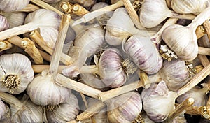 A crate with lots of Fresh Garlic Bulbs