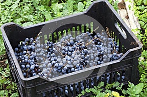 Crate with Merlot clusters