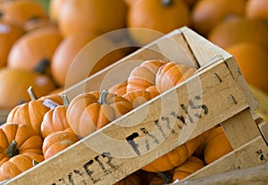 Crate of pumpkins