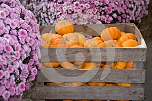 Crate of pumpkins and Mums