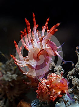 Cratena Sp.